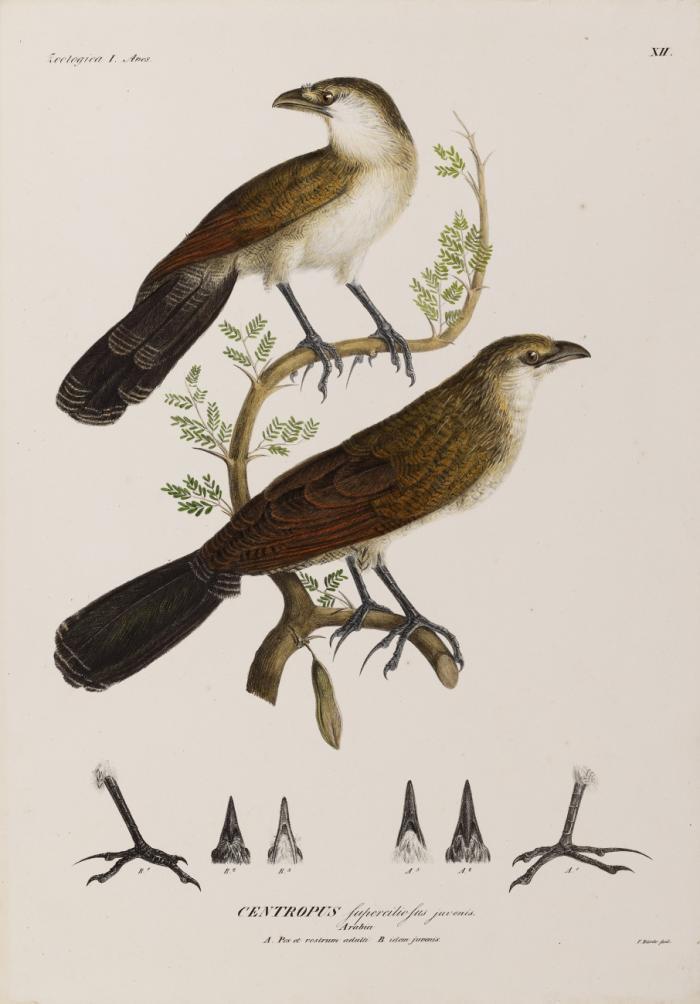 Symbolae physicae seu icones et descriptiones ... quae ex itinere per Africam borealem et Asiam occidentalem studio novae aut illustratae redierunt ... edidit C. G. Ehrenberg. 
Daraus: Avium ... Decas secunda... 1829. / Piscium ... Decas prima ... 1828. / Plantarum cotyledonearum ... Decas prima ... 1828.