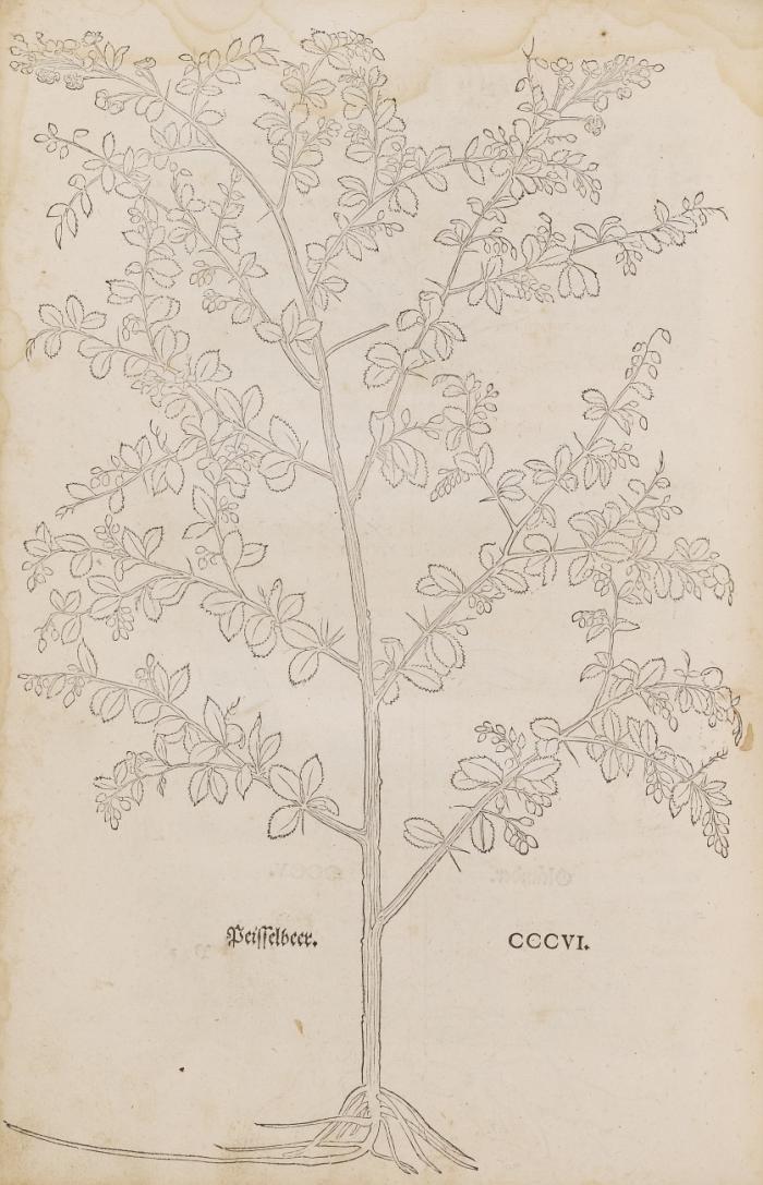 New Kreüterbuch in welchem nit allein die gantz histori das ist namen gestalt statt und zeit der wachsung natur krafft und würckung ... Teütschen unnd andern Landen wachsen ... (Fragment).