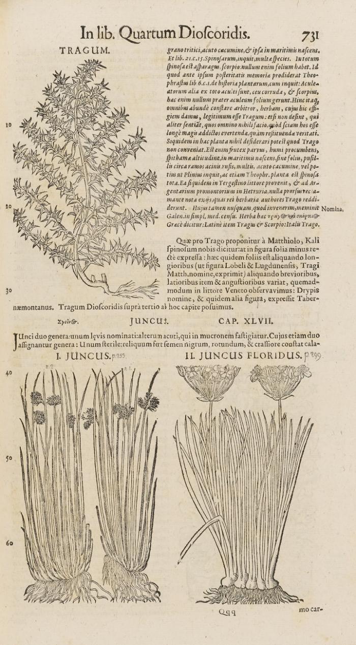 Opera quae extant omnia: hoc est, Commentarii in VI. Libros Pedacii Dioscoridis Anazarbei de Medica materia: adjectis in margine variis Graeci textus lectionibus ... qui Dioscoridis depravatam lectionem restituunt: a Casparo Bauhino Basiliensi ... Editio altera.