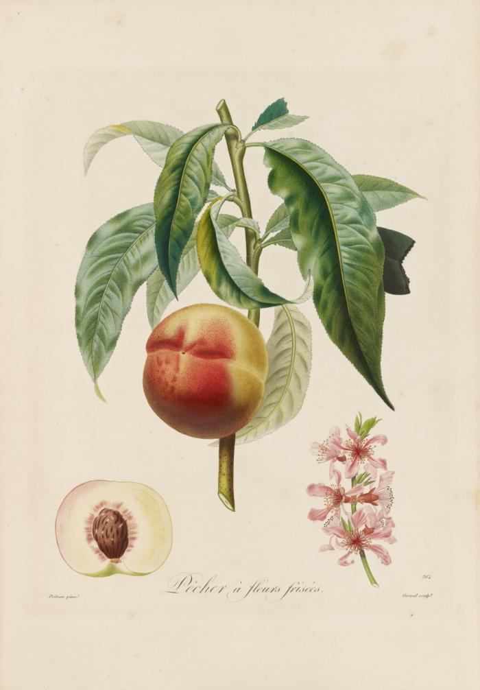 Pomologie franc¸aise. Recueil des plus beaux fruits cultivés en France. Bde. I-IV. Daraus 4 Bde. in Lieferungen.