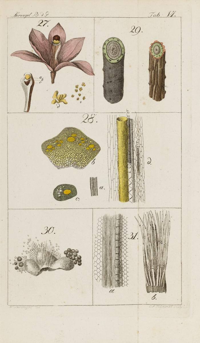 Von dem Bau und der Natur der Gewächse.
Beigebunden: Link, Heinr. Friedr.: Kritische Bemerkungen und Zusätze zu Kurt Sprengel's Werk ...