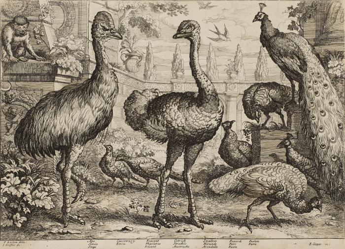 Lauf- und Hühnervögel (Strauß, Kasuar, Pfau, Fasan etc.).