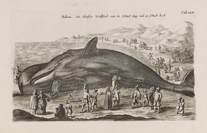 Balæna. Ein großer Wallfisch von 60. Schuch lang und 41. Schuch hoch. Gestrandeter Pottwal an der holländischen Küste.