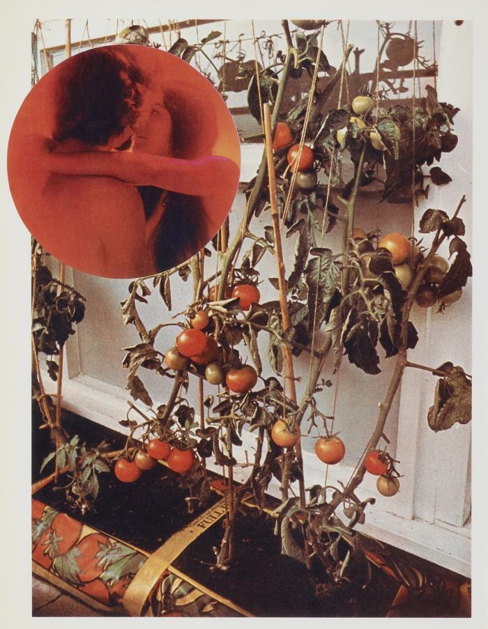 THE TOMATO LOVERS