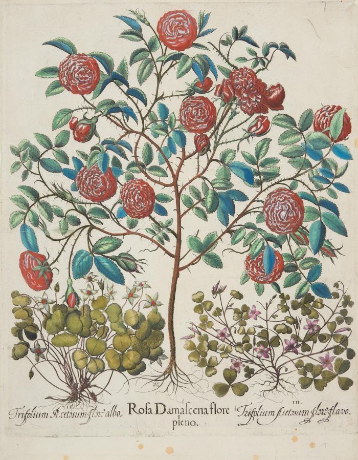Blumen. Rosa Damascena flore pleno / Trifolium Acetosum flore alba / Trifolium Acetosum flore flavo. Damaszener Rose, Sauerklee. Kolorierter Kupferstich aus Besler Hortus Eystettensis, verso blank.