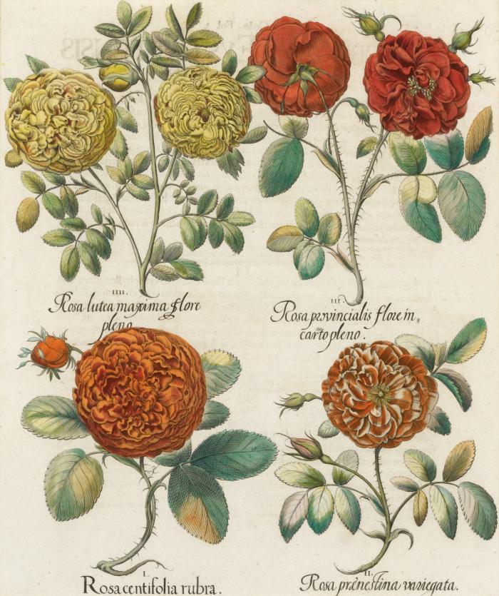 Blumen. - Hortus Eystettensis. Rosa centifolia rubra / Rosa prenestina variegata / Rosa provincialis flore in carto pleno / Rosa lutea maxima flore pleno. Moos-Rosen, gefüllte Provinzrosen, doppelte bzw. gefüllte gelbe Rosen.