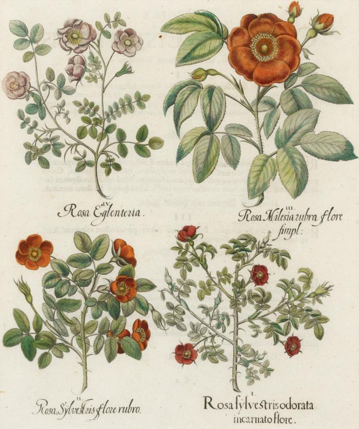 Blumen. - Hortus Eystettensis. Rosa Sylvestris odorata incarnato flore / Rosa Sylvestris flore rubro / Rosa Milesia rubra flore simpl. / Rosa Eglenteria. Wolriechendes Dornröslein, Feld oder Heckenrosen, Pimpernellenrosen.