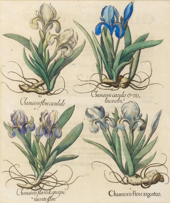Blumen. - Hortus Eystettensis. Chamaeiris flore argenteo / Chamaeiris caerules / Chamaeiris flore candido / Chamaeiris flavu & purpu rascente flore. Zwerg-Schwertlilien, Zwergiris.