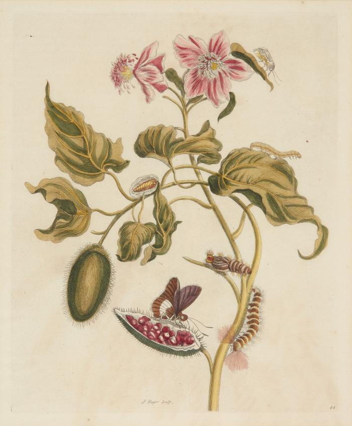 Blumen/Planzen. - Zweig des Orleanstrauches mit Blättern, Blüten und geschlossener und geöffneter Frucht mit Samen; Raupen, Puppen und Schmetterling.