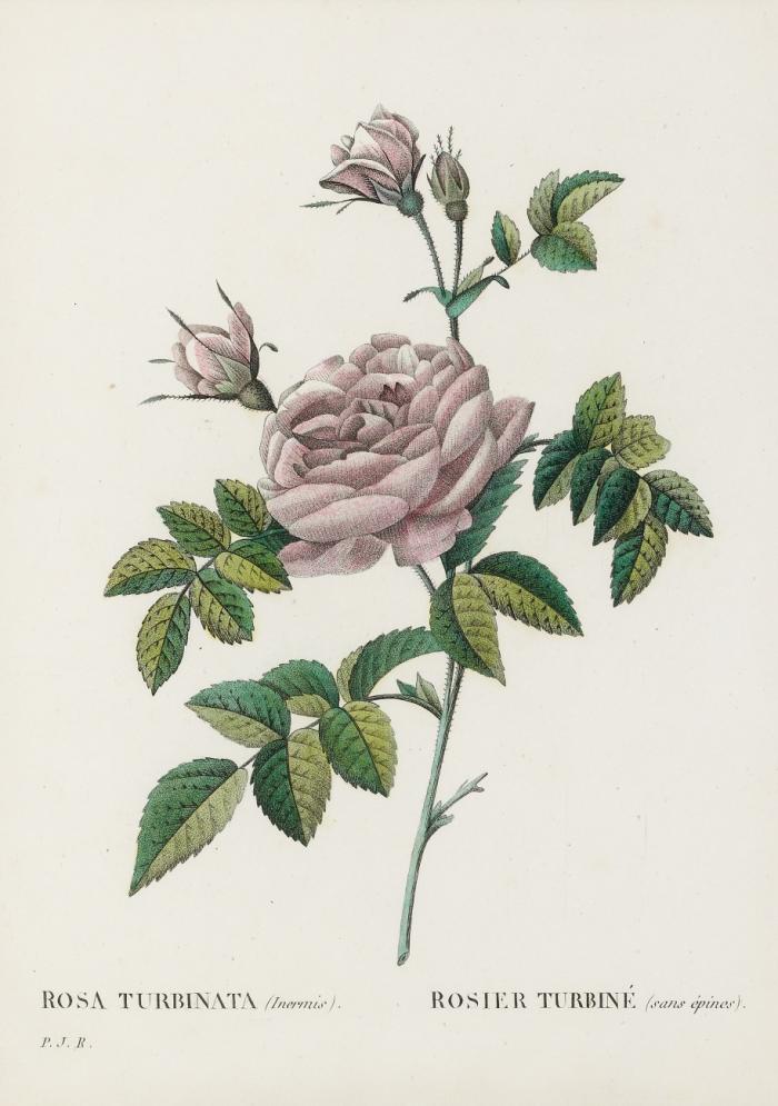Blumen / Pflanzen. - Rosen.  Rosa turbinata (inermis) - Rosier turbiné (sans épines) / Rosa centifolia foliacea - Rosier à cent feuilles foliacé.