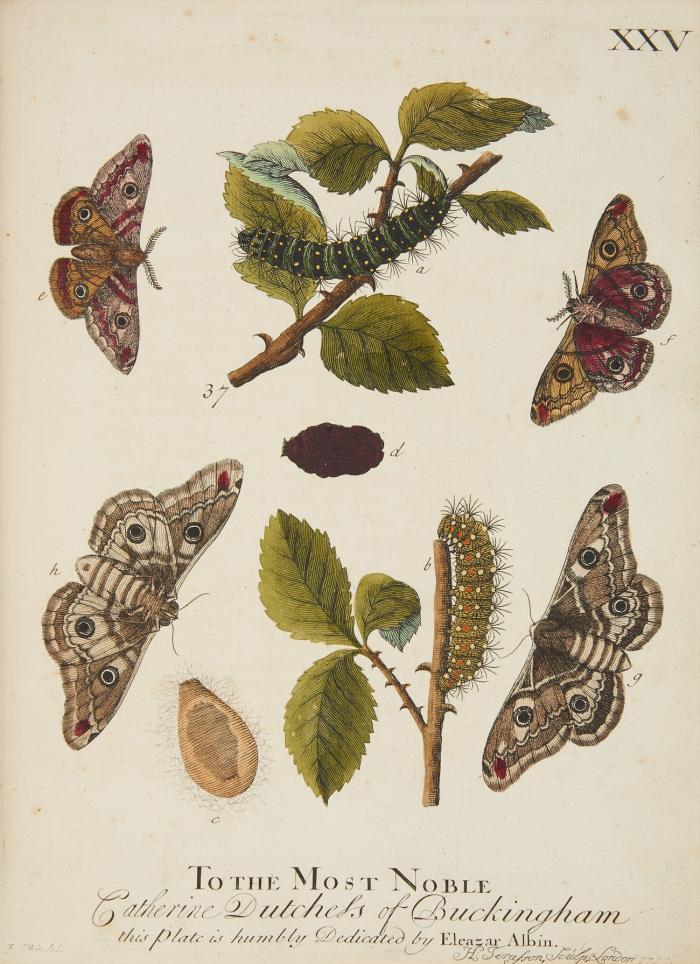 A natural history of English insects.