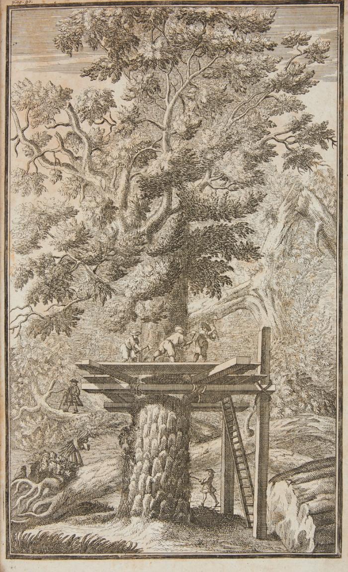 Sylvicultura oeconomica, oder Hauswirthliche Nachricht und Naturmäßige Anweisung zur Wilden Baum-Zucht … Zweyte u. mit einem Dritten Theil von Julius Bernhard von Rohr verm. Aufl.  1732