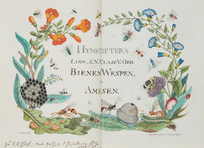 Naturgeschichte, Klassifikation und Nomenclatur der Insekten vom Bienen, Wespen und Ameisengeschlecht. Text- u. Tafelbd. in 2 Bdn.