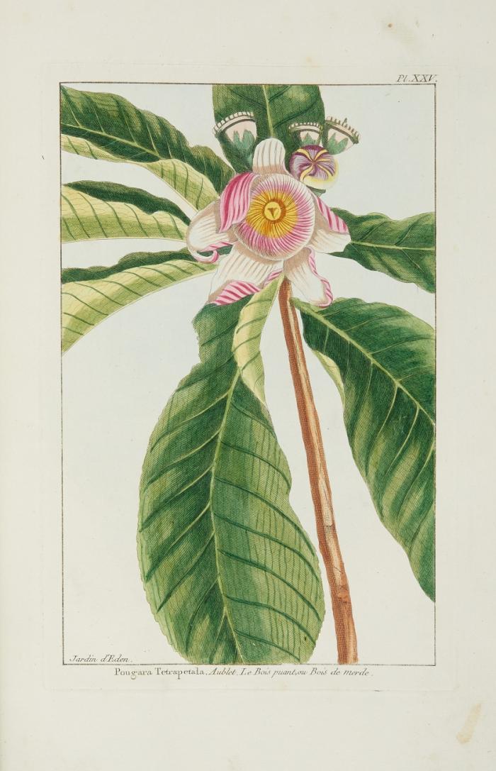 Collection de fleurs. (Rückentitel). Sammelband.