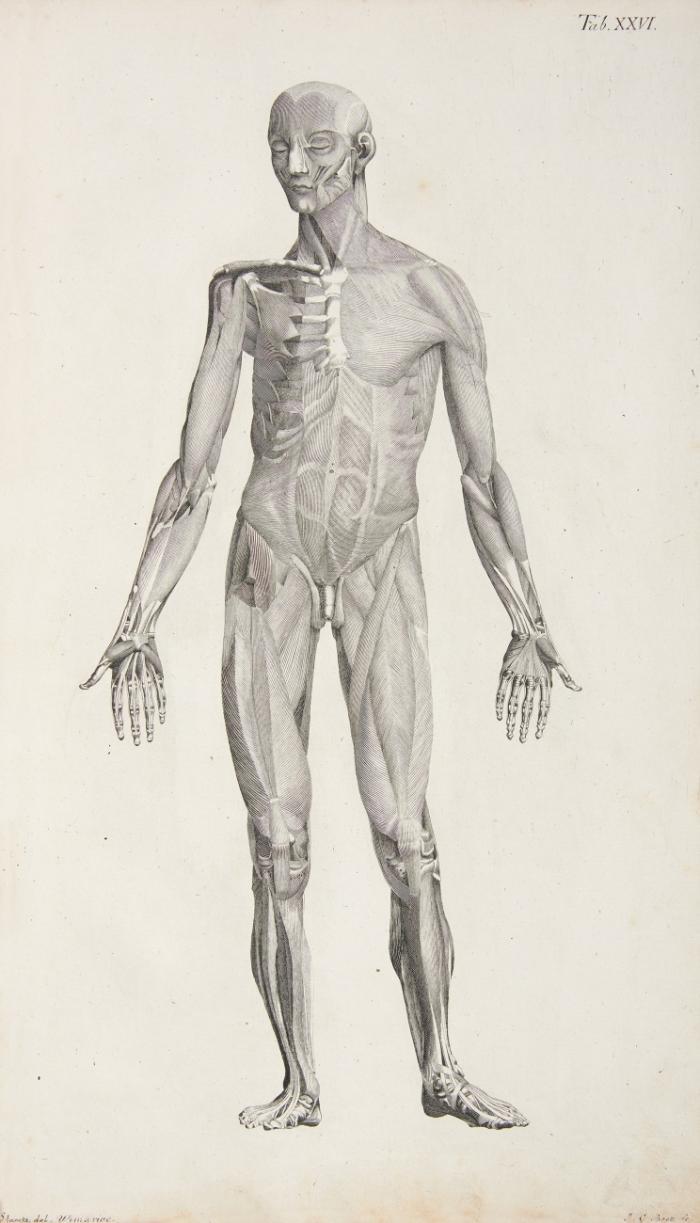 Tabula anatomicae quas ad illustrandam Humani Corporis Fabricam. Tle. I-III (von 6). Text-  und Tafelband  in 2 Bdn.