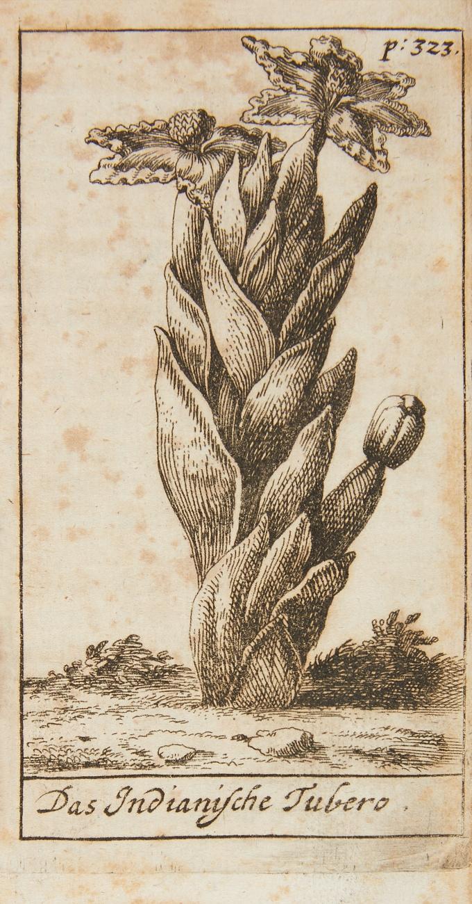 Der Italiänische Blumen- und Pomeranzen-Garten.
