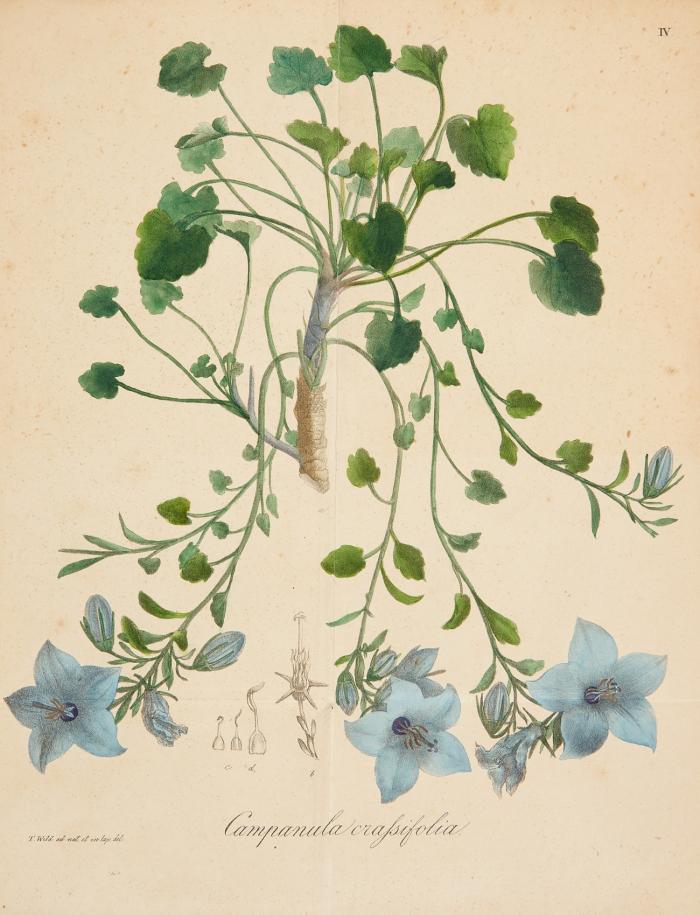 Amoenitates botanicae Bonnenses. 2 Hefte in einem Band: De cinnamomo disputatio, qua hortum medicum Bonnensem, feliciter instructum, rite inauguraturi ... + Plantarum, in Horto medico Bonnensi nutritarum icones selectae ...