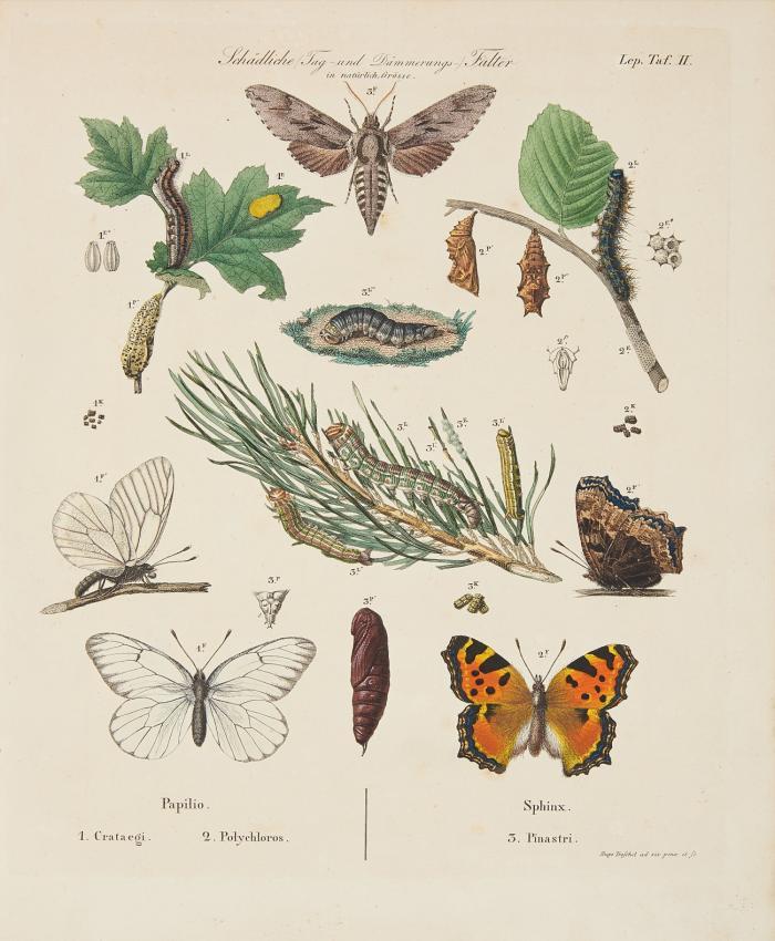 Die Forst-Insecten oder Abbildung und Beschreibung der in den Wäldern Preussens und der Nachbarstaaten als schädlich oder nützlich bekannt gewordenen Insecten; In systematischer Folge und mit besonderer Rücksicht auf die Vertilgung der Schädlichen. Erster (-Dritter) Teil  in 3 Bdn.