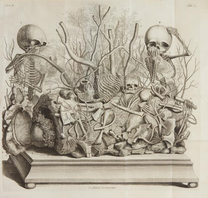 Thesaurus anatomicus primus (-decimus). / Het eerste anatomisch cabinet. 10 Tle. in 2 Bdn. + vorgebundenes Werk: Thesaurus animalium primus ...   Amsterdam: J. Wolters 1710.