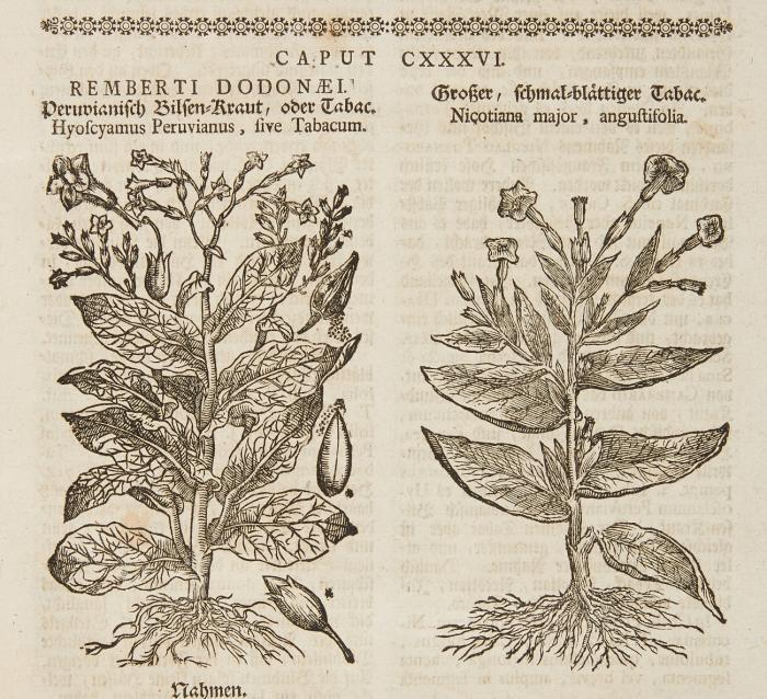 Theatrum botanicum, Das ist: Vollkommenes Kräuter-Buch, worinnen allerhand Erdgewächse, Bäume, Stauden und Kräuter, welche in allen vier Theilen der Welt, sonderlich aber in Europa, hervorkommen ... allen Aerzten, Wundärzten, Apotheckern, Gärtnern, ... höchstnützlich und vorträglich. Jetzo auf das neue übersehen ... und vermehret durch Friedrich Zwinger.