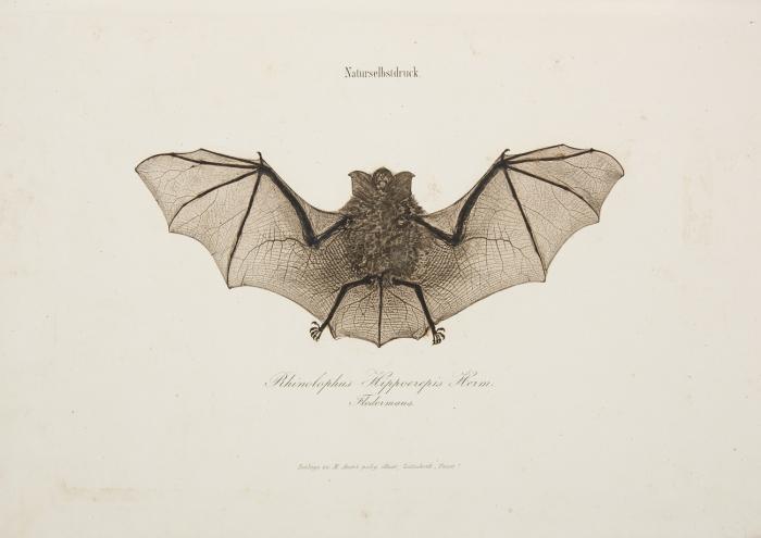Faust. Poligrafisch-illustrirte Zeitschrift für Kunst, Wissenschaft, Industrie und geselliges Leben. 2. Jg. (von 8)