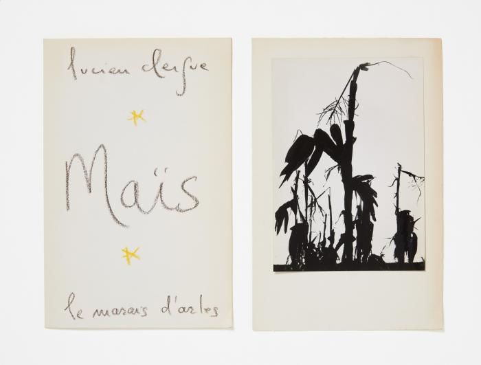 MAÏS - LE MARAIS D'ARLES