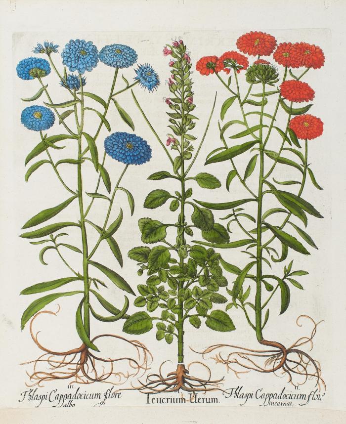 Blumen. - Hortus Eystettensis. I. Teucrium Uerum II. Thlaspi Cappadocicum flore incarnat. III. Thlaspi Cappadocicum flore albo, Salbei-Gamander und zwei Kreuzblütengewächse.