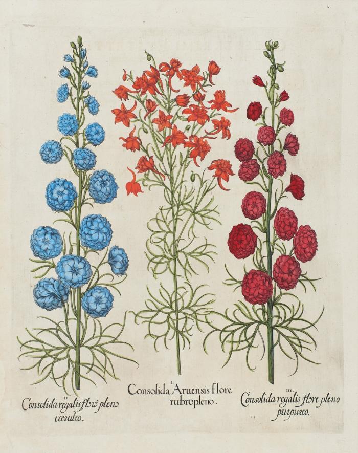 Blumen. - Hortus Eystettensis. I. Consolida Aruensis flore rubropleno. II. Consolida regalis flore pleno caeruleo. III. Consolida regalis flore pleno purpureo, rot und blau blühender Feldrittersporn.