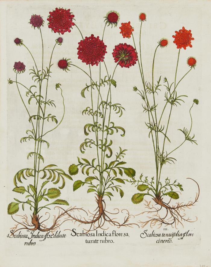Hortus Eystettensis. I. Scabiosa Indica flore saturate rubro / II. Scabiosa Indica flore dilute rubro / III. Scabiosa tenuifolia flore cinero, Purpur- und Tauben-Skabiose.