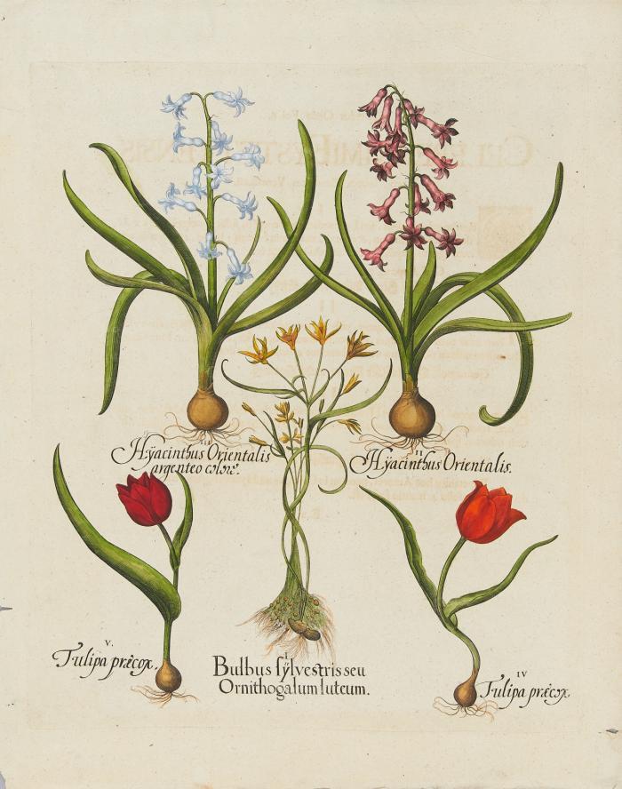 Hortus Eystettensis. I. Bulbus sylvestris / II. Hyacinthus Orientalis / III. Hyacinthus Orientalis argenteo color / IV. Tulipa praecox / V. Tulipa praecox, Hyazinthen und Tulpen.