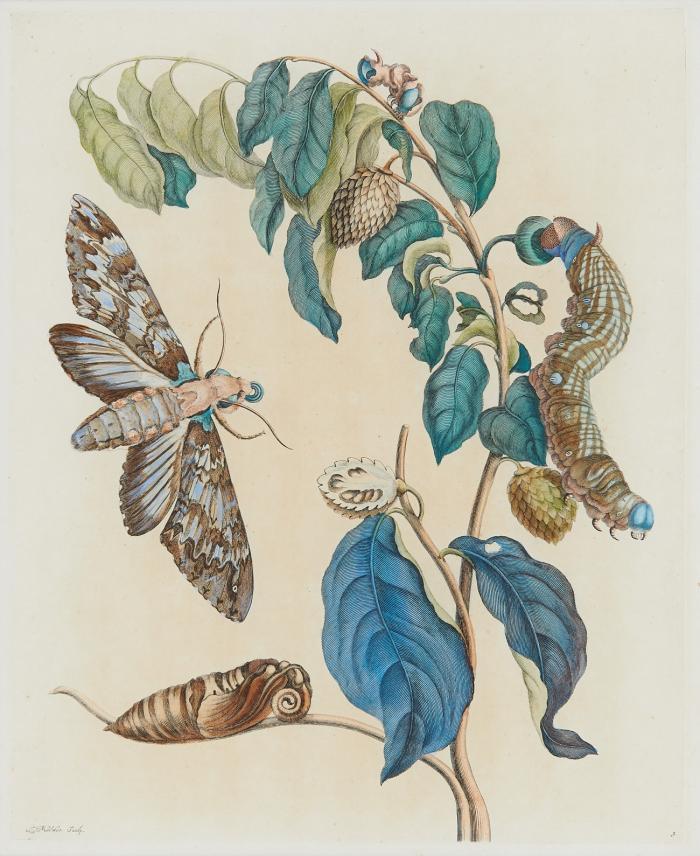 Blumen / Insekten. - Maria Sibylla Merian. Schmetterlinge und Raupen.
