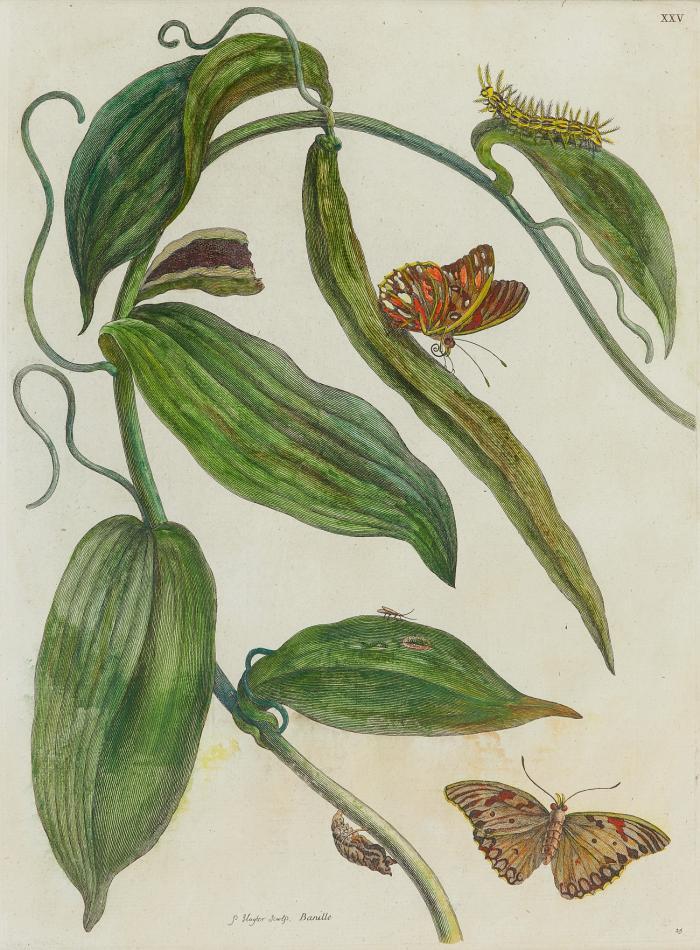 Blumen / Insekten. - Maria Sibylla Merian. Schmetterlinge und Raupen.
