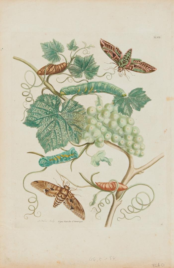 Blumen / Insekten. - Maria Sibylla Merian. Schmetterlinge und Raupen. Vigne blanche d'Amerique / Zweig des Feigenbaumes mit Blättern und Früchten; Raupen und zwei Feigenschwärmern.