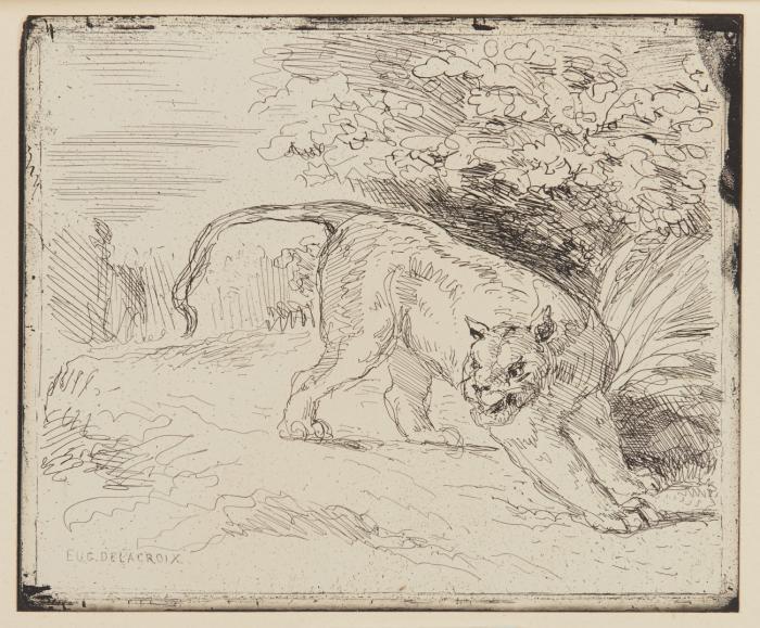 Tigre en arrêt.