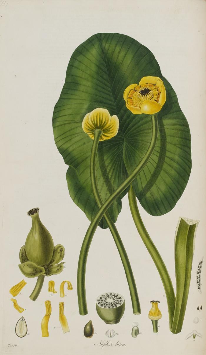 Flora Londinensis: containing a history of the plants indigenous to Great Britain, illustrated by figures of the natural size. 2nd edition. Bde. IV-V (von 5) in 2 Bdn. (= New Series, Bde.  I-II). The descriptions by W. J. Hooker ...