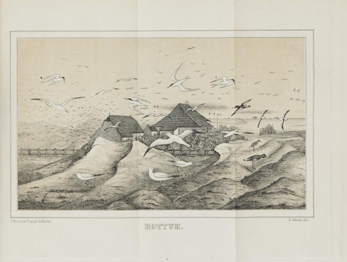Die Vogelwelt der Nordseeinsel Borkum. Nebst einer vergleichenden Übersicht der in den südlichen Nordseeländern vorkommenden Vögel.
