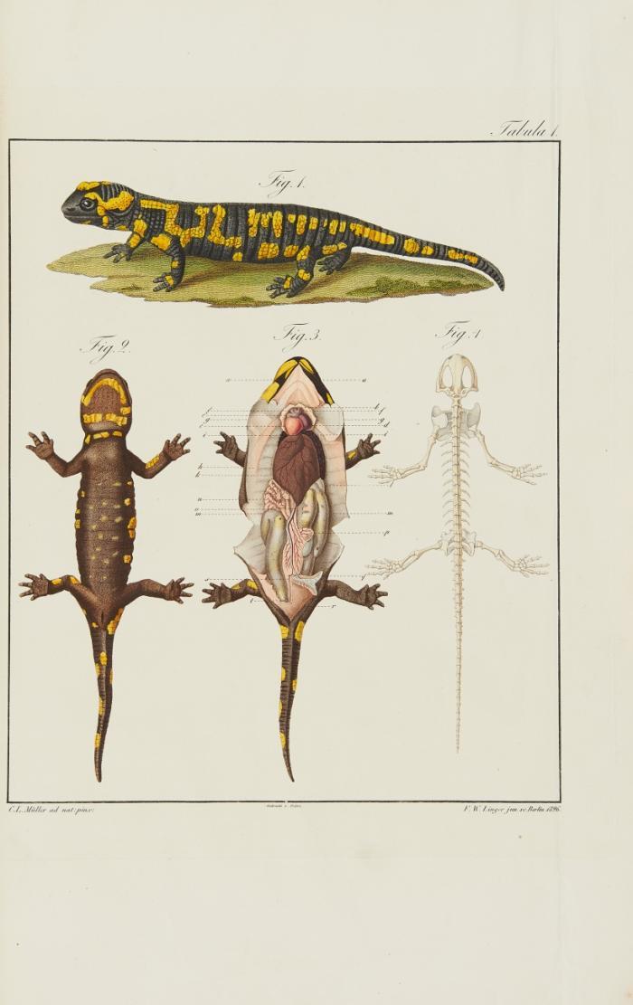 De salamandrae terrestris. Vita, evolutione, formatione tractatus.