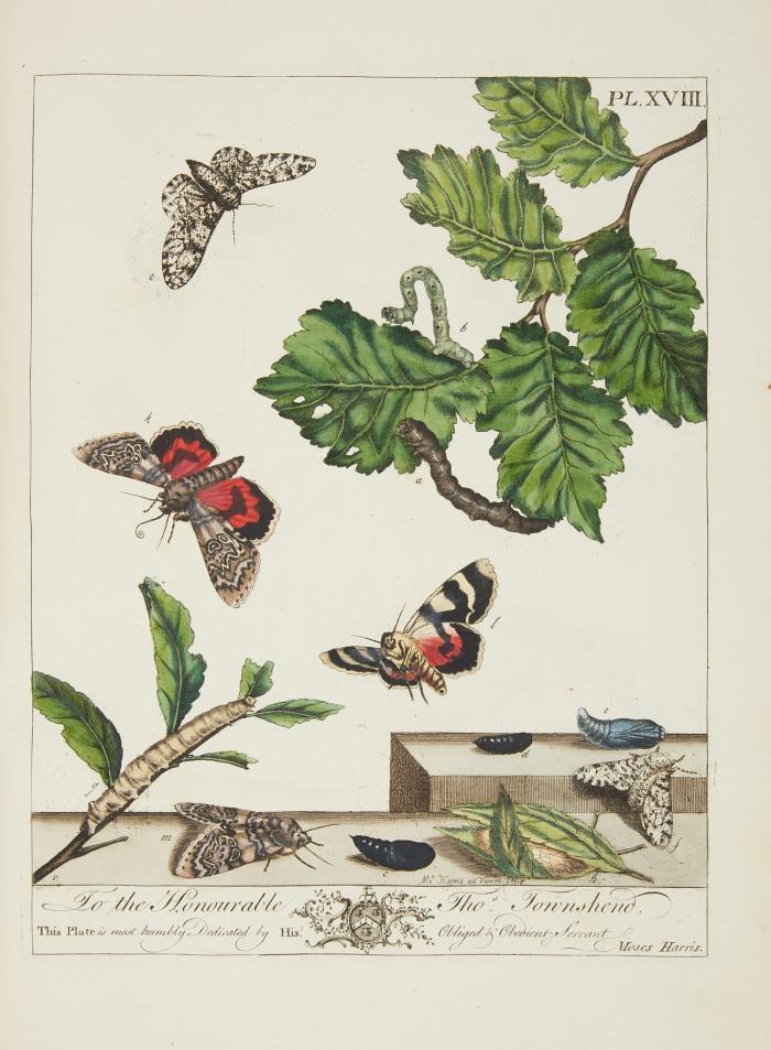 Le Aurelien: Ou histoire naturelle des insectes Anglois; mommement, les phalenes et papillons; avec les plantes sur lesquelles ils se nourrissent.