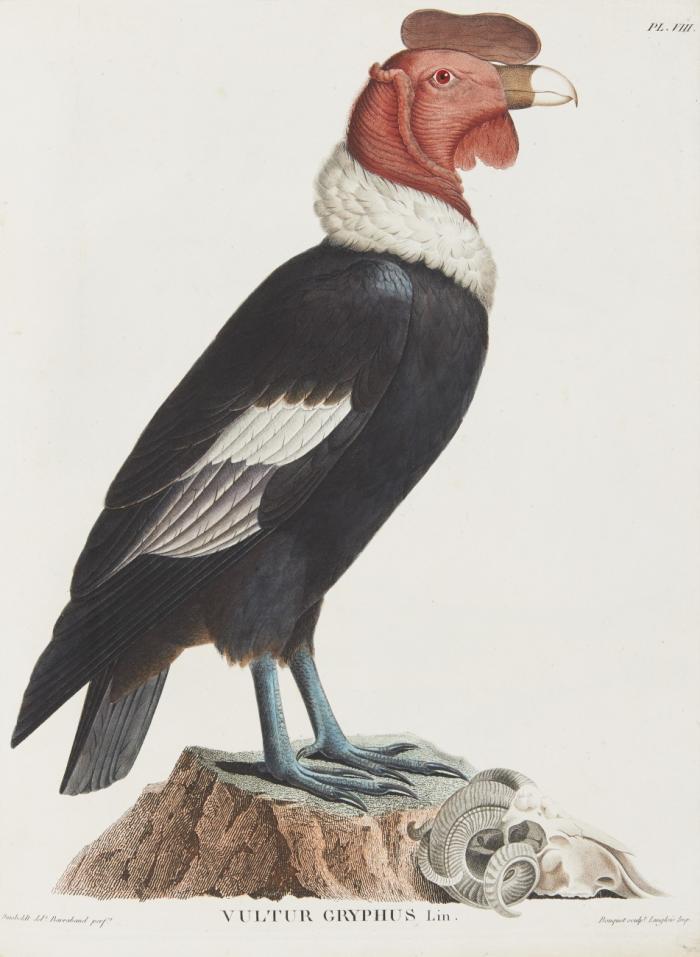 Beobachtungen aus der Zoologie und vergleichenden Anatomie.