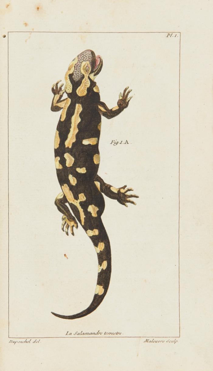 Histoire naturelle des salamandres de France, précedée d'un Tableau méthodique des autres reptiles indigènes.