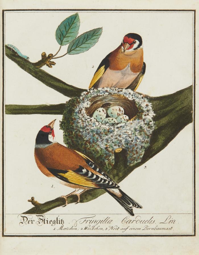 Die vorzüglichsten Sing-Vögel Teutschlands mit ihren Nestern und Eyern nach der Natur abgebildet und aus eigener Erfahrung beschrieben.