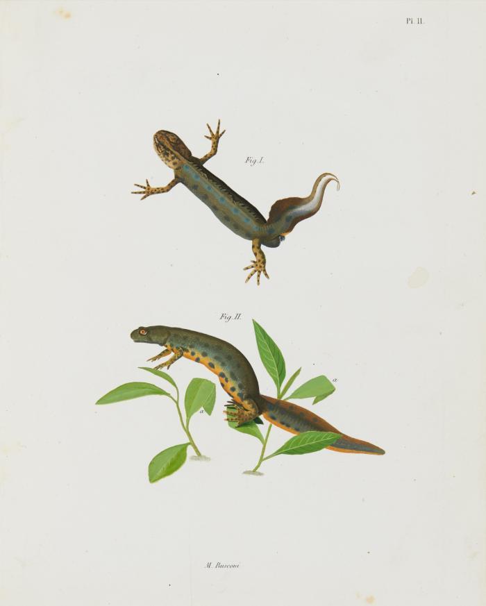 Amours des salamandres aquatiques et developpement du tetard de ces salamandres depuis l'oeuf jusqu'à l'animal parfait.