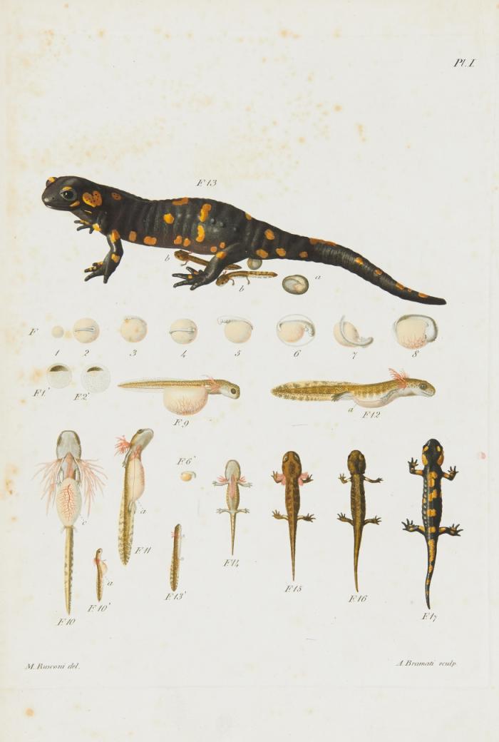 Histoire naturelle développement et métamorphose de la salamandre terrestre. Ouvrage posthume inédit publié par le Docteur Joseph Morganti.