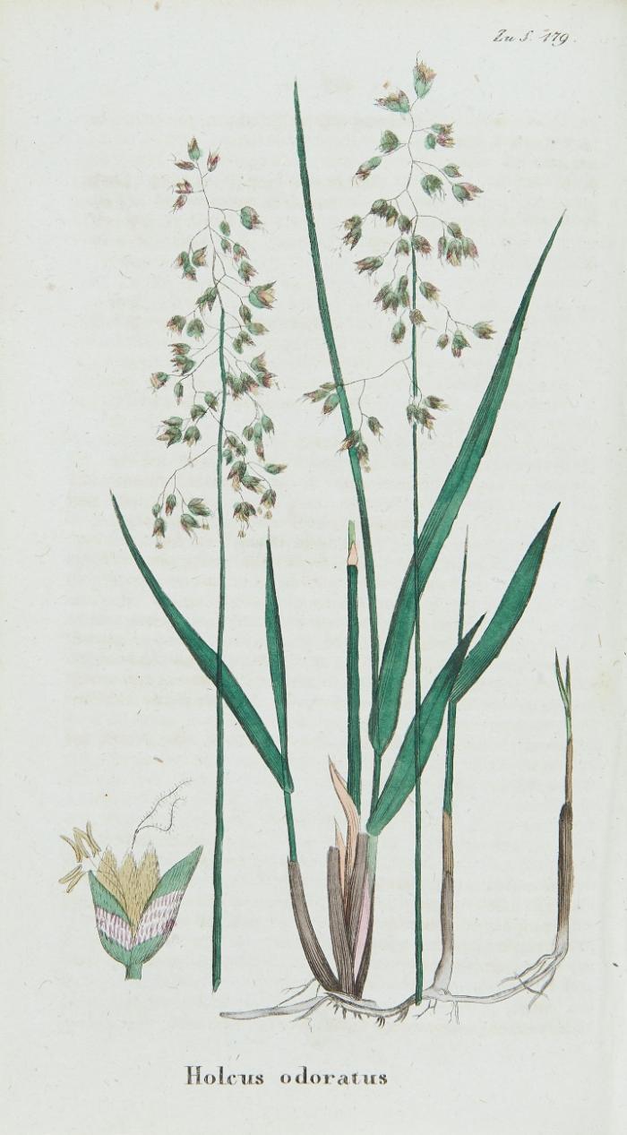 Hortus Gramineus Woburnensis oder Versuche über den Ertrag und die Nahrungskräfte verschiedener Gräser und anderer Pflanzen, welche zum Unterhalt der nützlichern Hausthiere dienen; veranstaltet durch J. von Bedford (übers. von Fr. Schmidt).