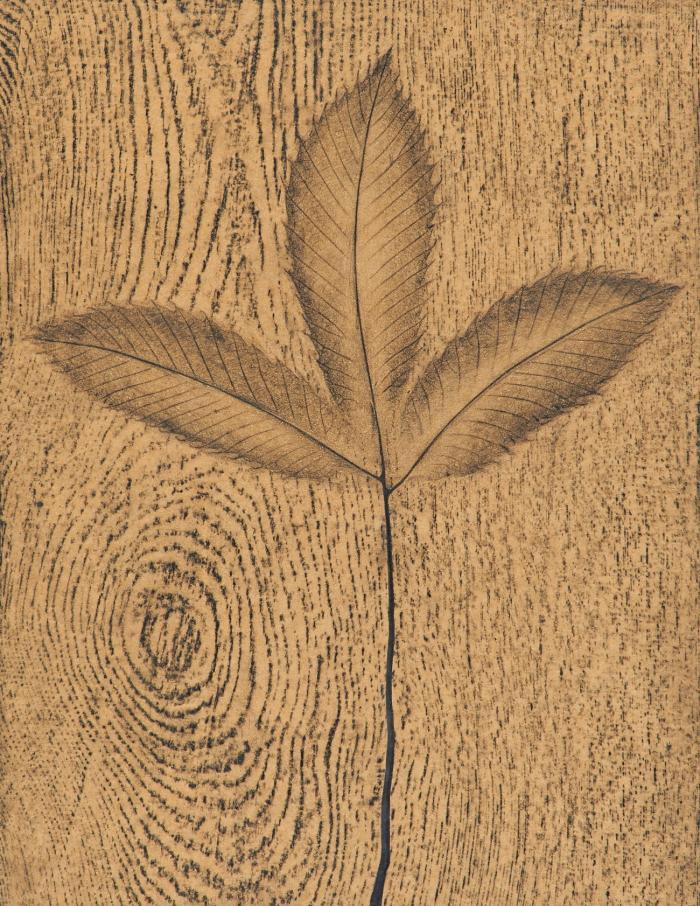 PHYSIONOMIE DE L'ARBRE