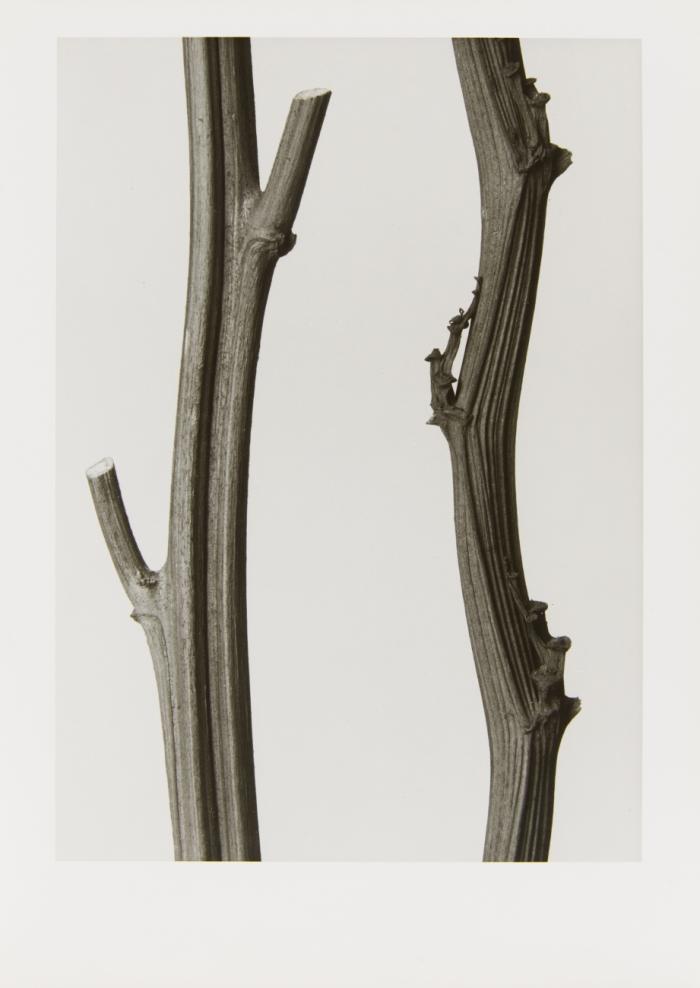 NICOTIANA RUSTICA 1975 / IMPATIENS GLANDULIFERA 1976