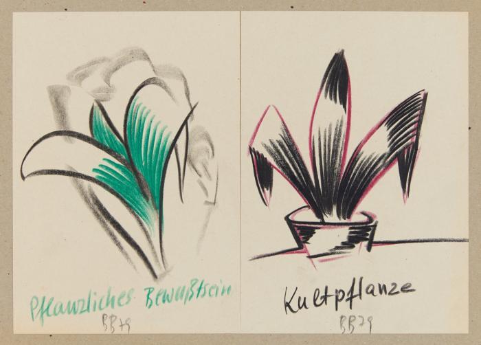 PFLANZLICHES BEWUSSTSEIN 1979 / KULTPFLANZE