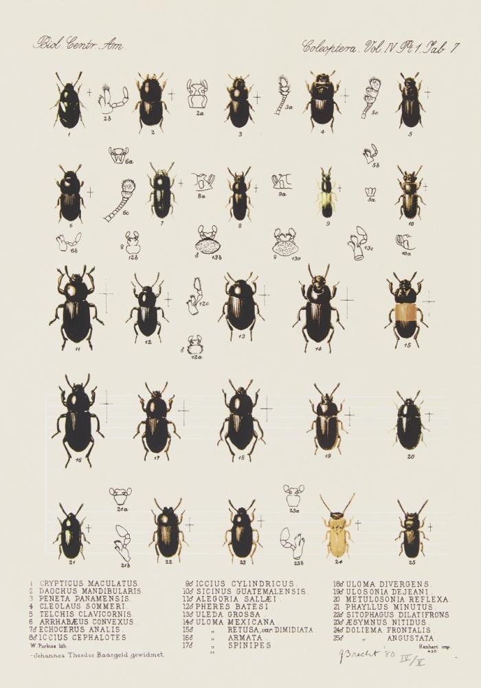 BIOL. CENTR. AM. COLEOPTERA ...