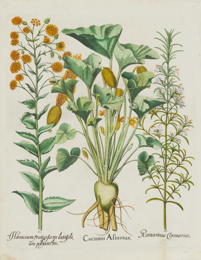 Blumen. - Hortus Eystettensis. I. Cucumis Asininus. II. Hieracium fruticescens latifolium polyanthos. III. Rosmarinus Coronarius, Spritzgurke, Glattes Habichtskraut, Rosmarin. 1613.
