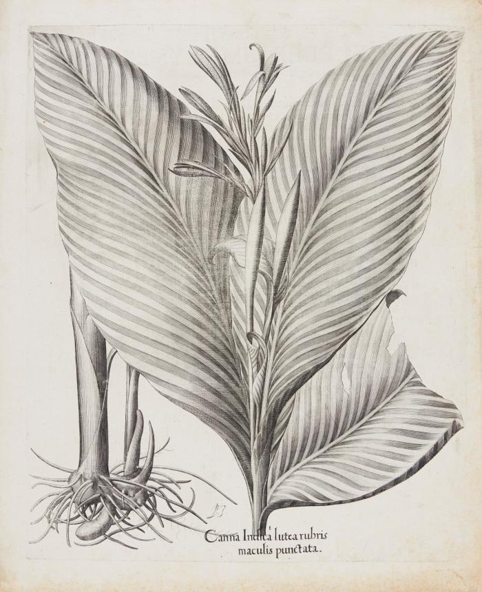 Hortus Eystettensis. Canna Indica lutea rubris maculis punctata, indisches Blumenrohr.